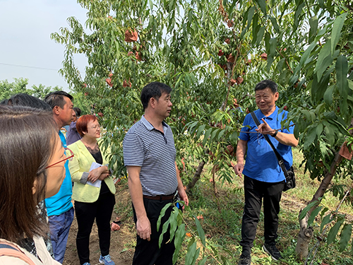 天津市林果产业技术体系首席专家王芝学与国家桃产业技术体系首席专家姜全研究员在指导工作.png